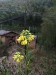 菜花