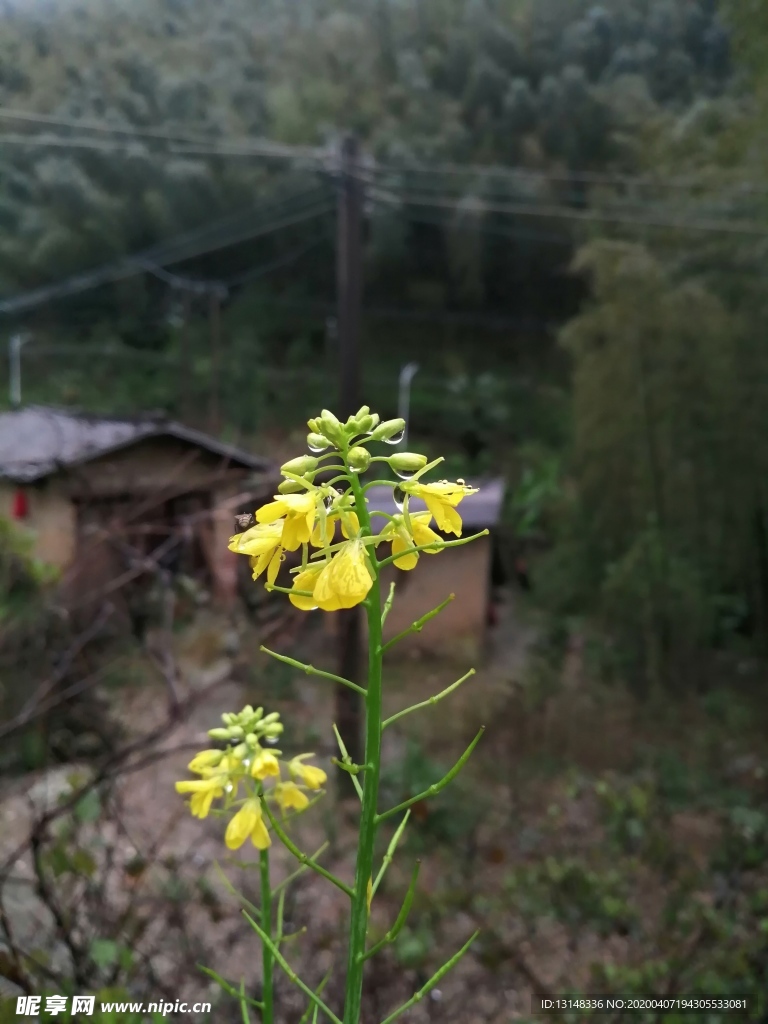 菜花