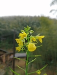 菜花