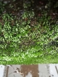 苔藓