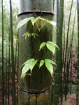 竹子