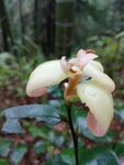 茶耳