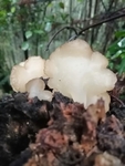 白木耳