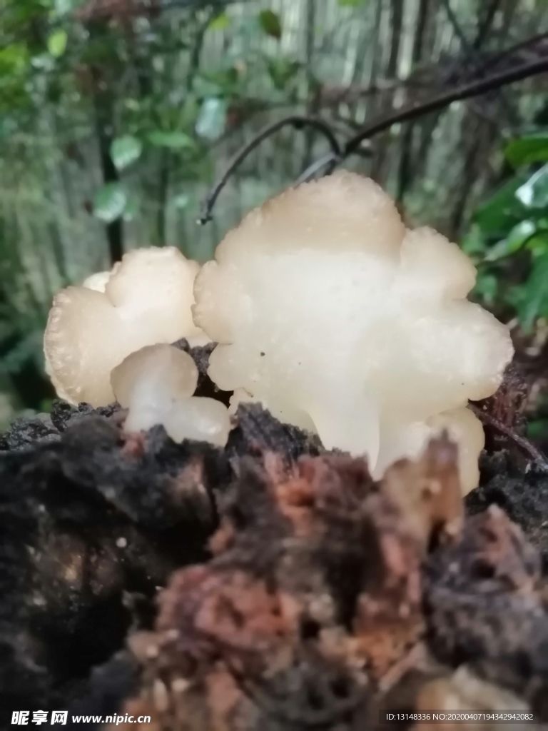 白木耳