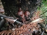 木耳