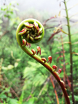 植物