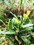 茶叶