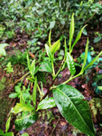 茶叶
