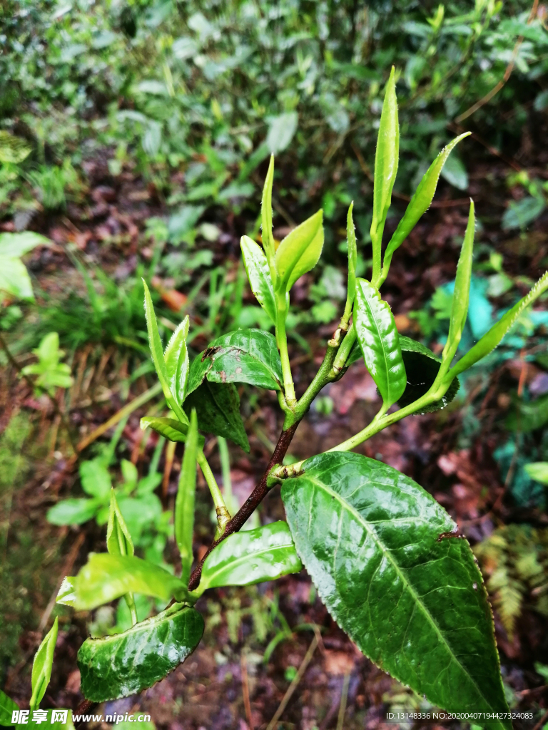 茶叶