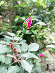 花蕾