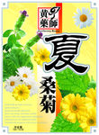 夏桑菊   平面图