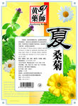 夏桑菊背     平面图