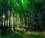 竹林