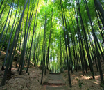 竹林