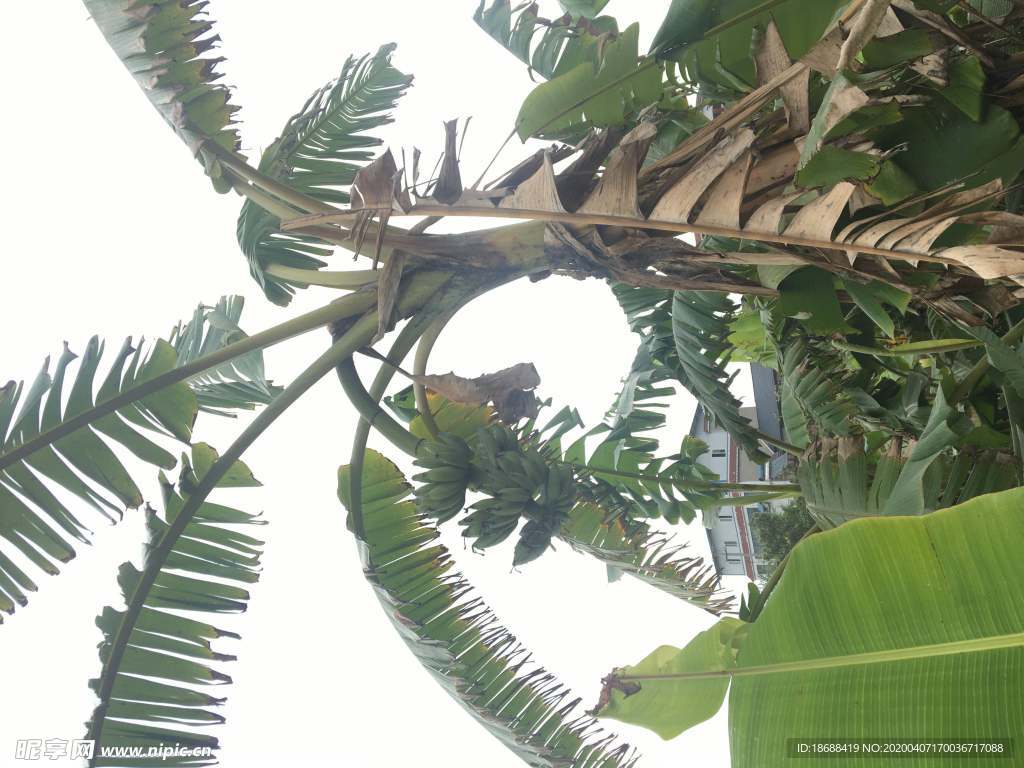野生芭蕉树苗净化空气美化庭院室内观叶单颗30厘米以上带泥带根发-淘宝网