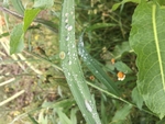 露水