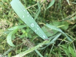 露水