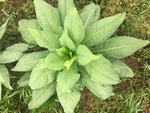 莴苣菜