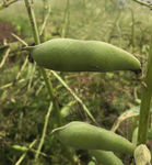 胡豆角