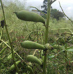 胡豆苗