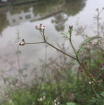 粘粘草