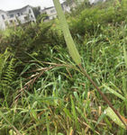 野燕麦