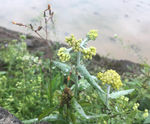 鼠麹草