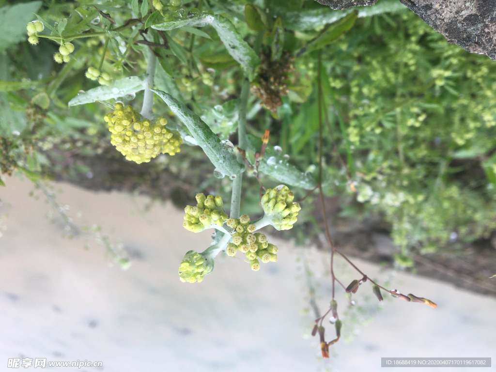 鼠麹草