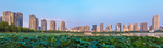 城市荷花