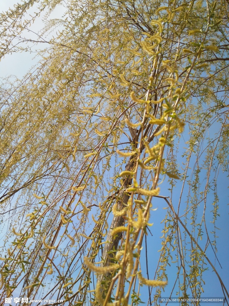 柳树
