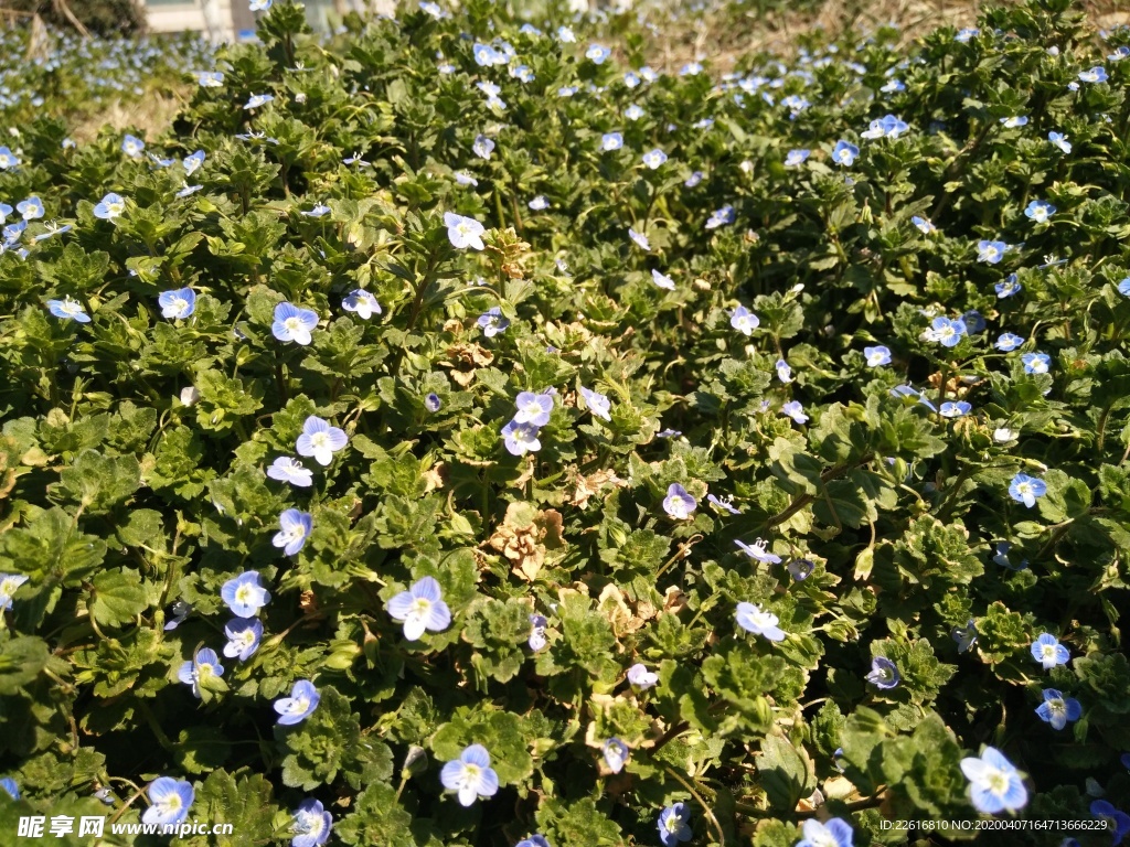 花