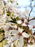东京樱花