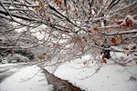 雪后的森林