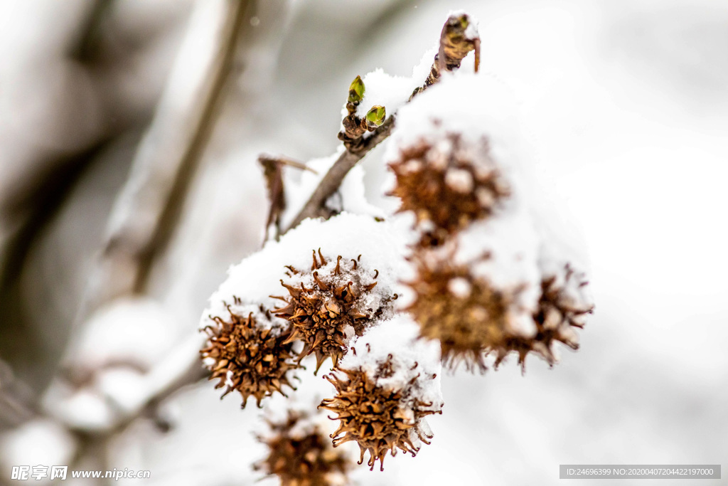 雪下的果实