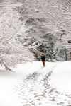 冬季的雪景