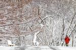 雪后的森林