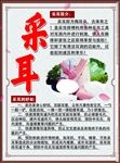 采耳