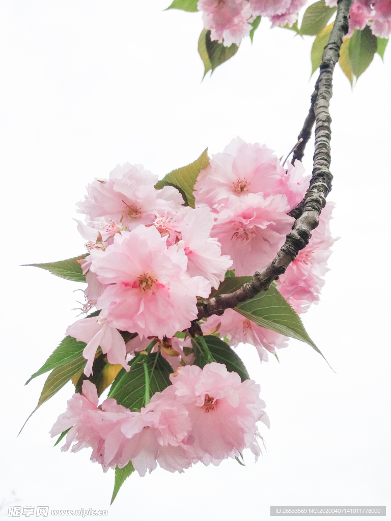 樱花 花朵 白粉色 花卉 植物