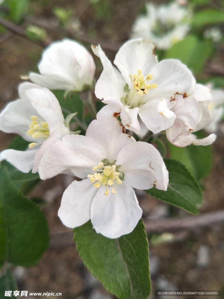 苹果花