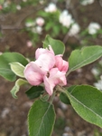 苹果花