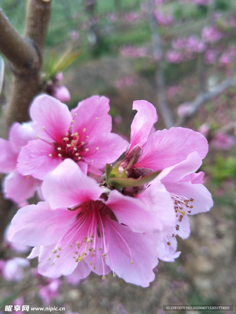 桃花