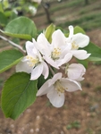 苹果花