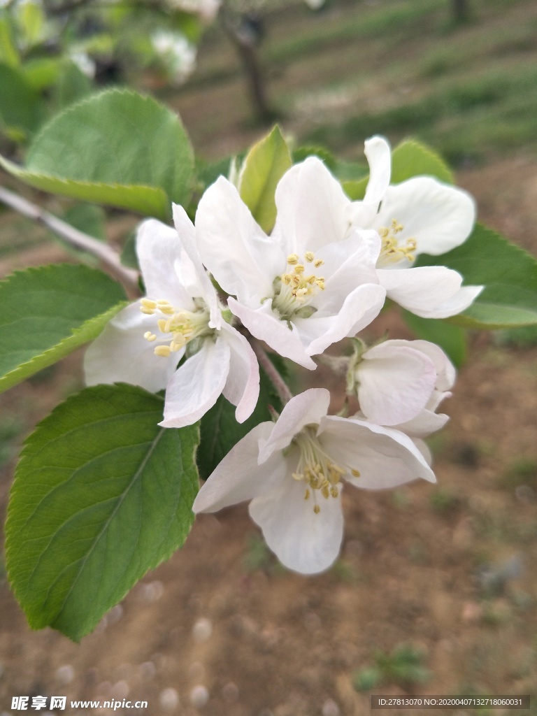 苹果花