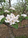 苹果花
