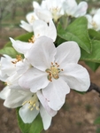 苹果花