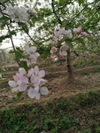 苹果花