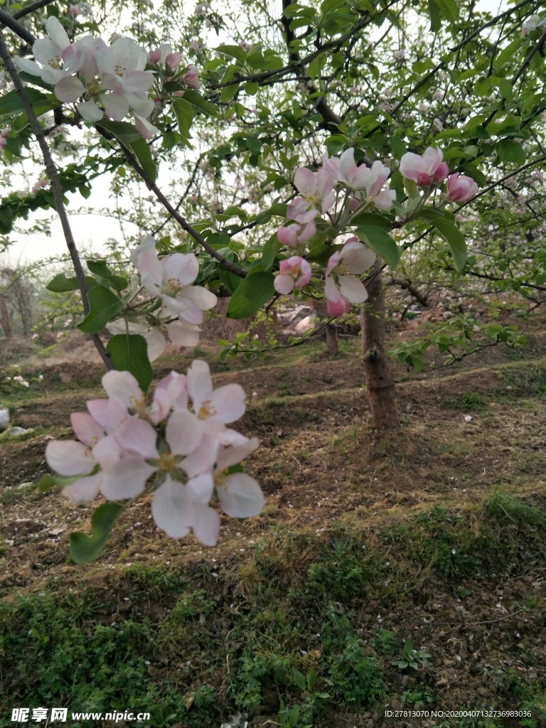苹果花