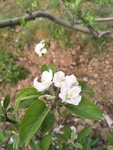 苹果花