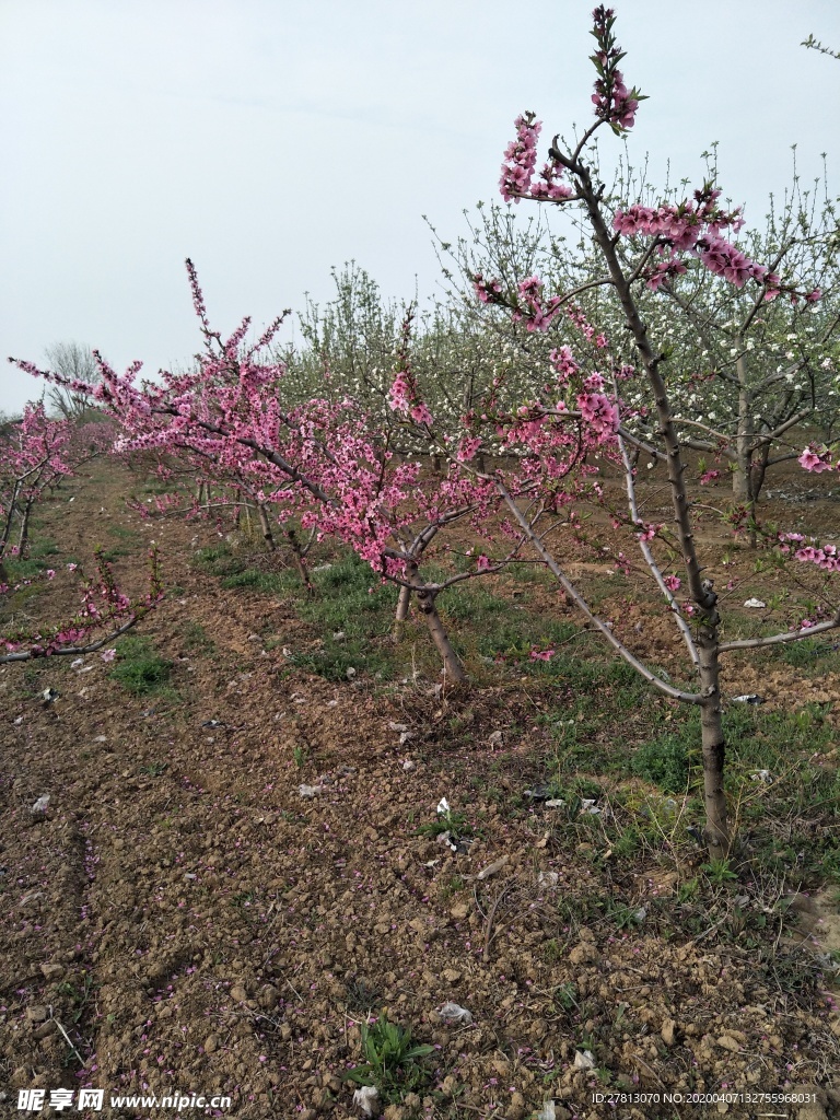 桃花