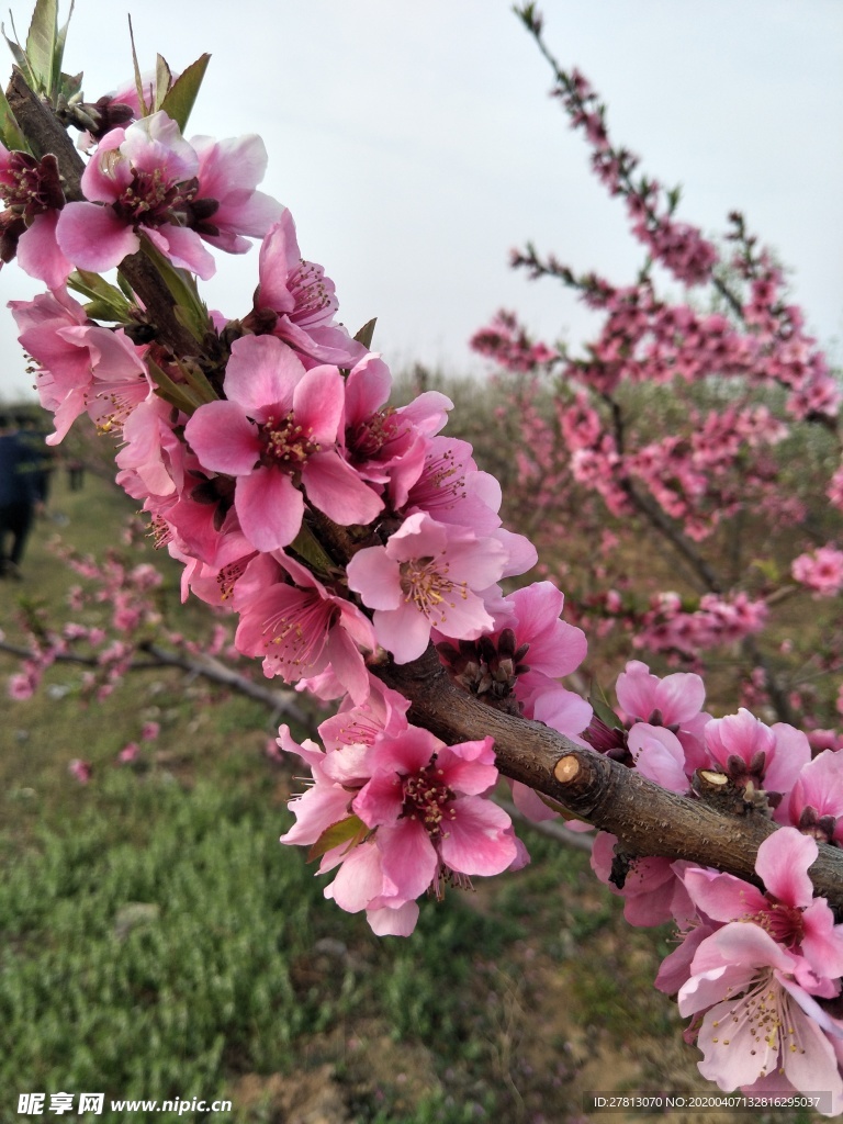 桃花